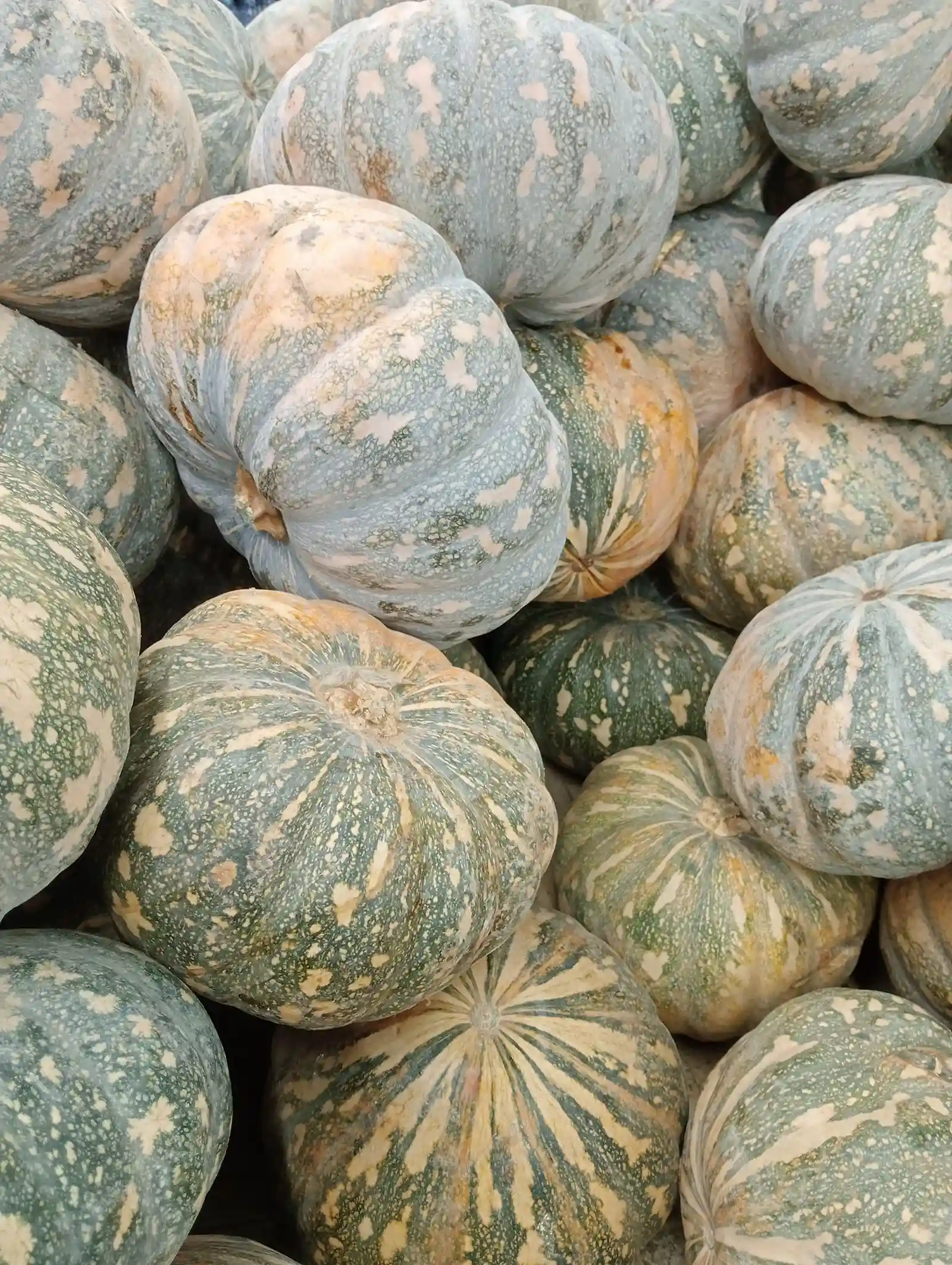 Fresh Pumpkin
